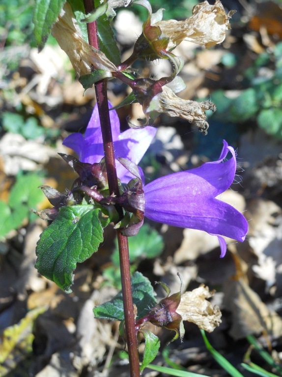 Campanula trachelium